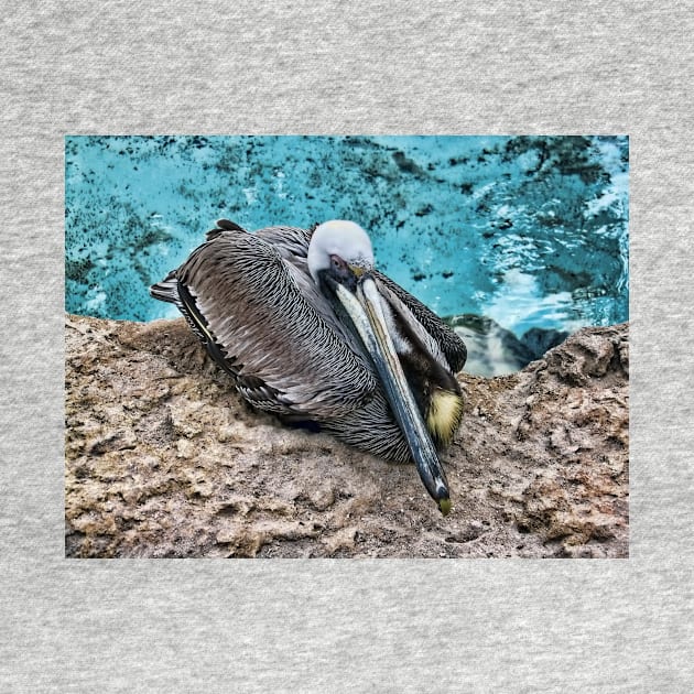 Resting Pelican by avrilharris